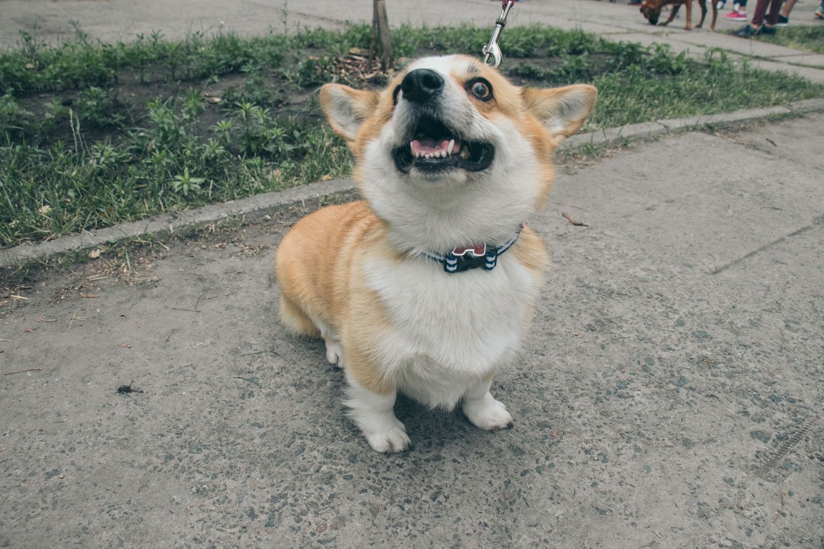 Я всем вам покажу, как бегать!