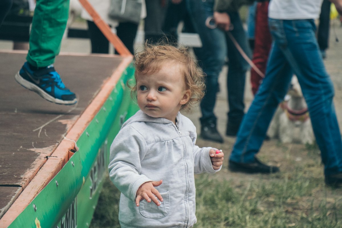 И где мой пес?