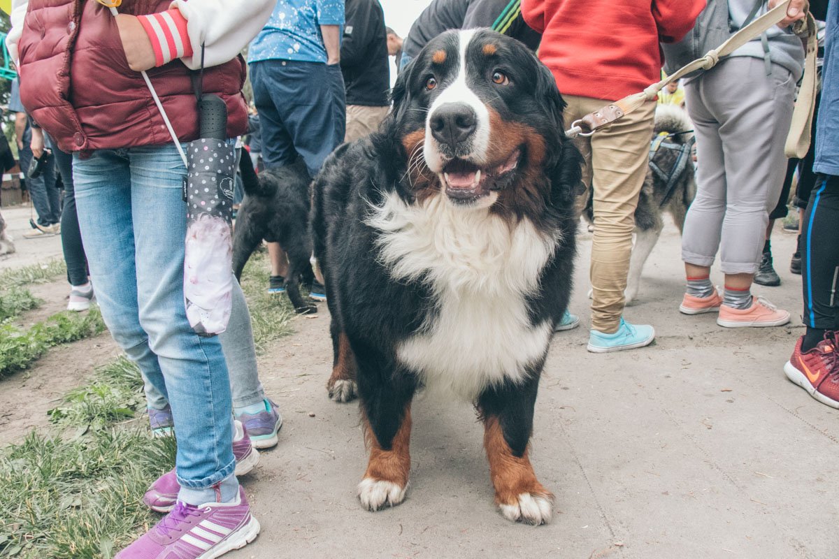 Зенненхунд - гроза соперников на дистанции