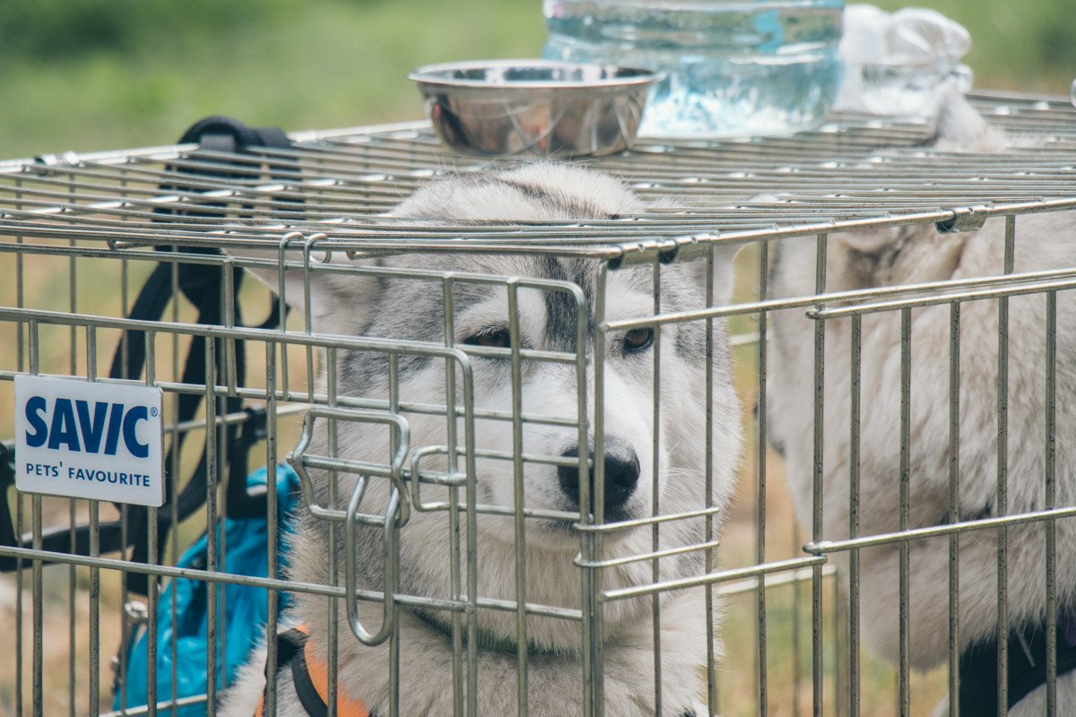 Ну выпустите меня уже...