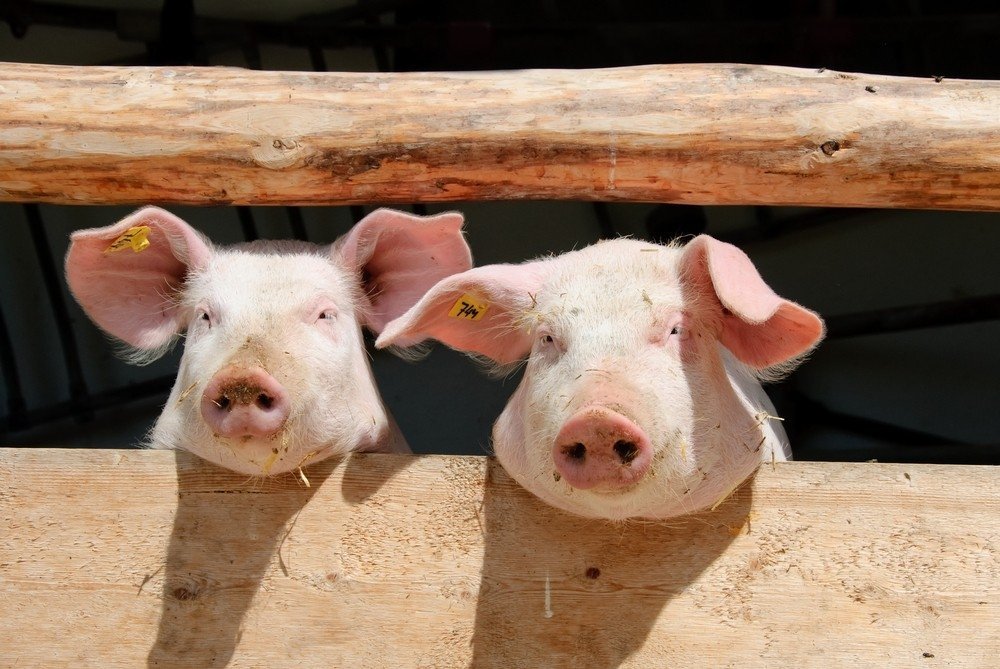 В Измаиле зафиксировали вспышку африканской чумы свиней В Измаиле зафиксировали вспышку африканской чумы свиней