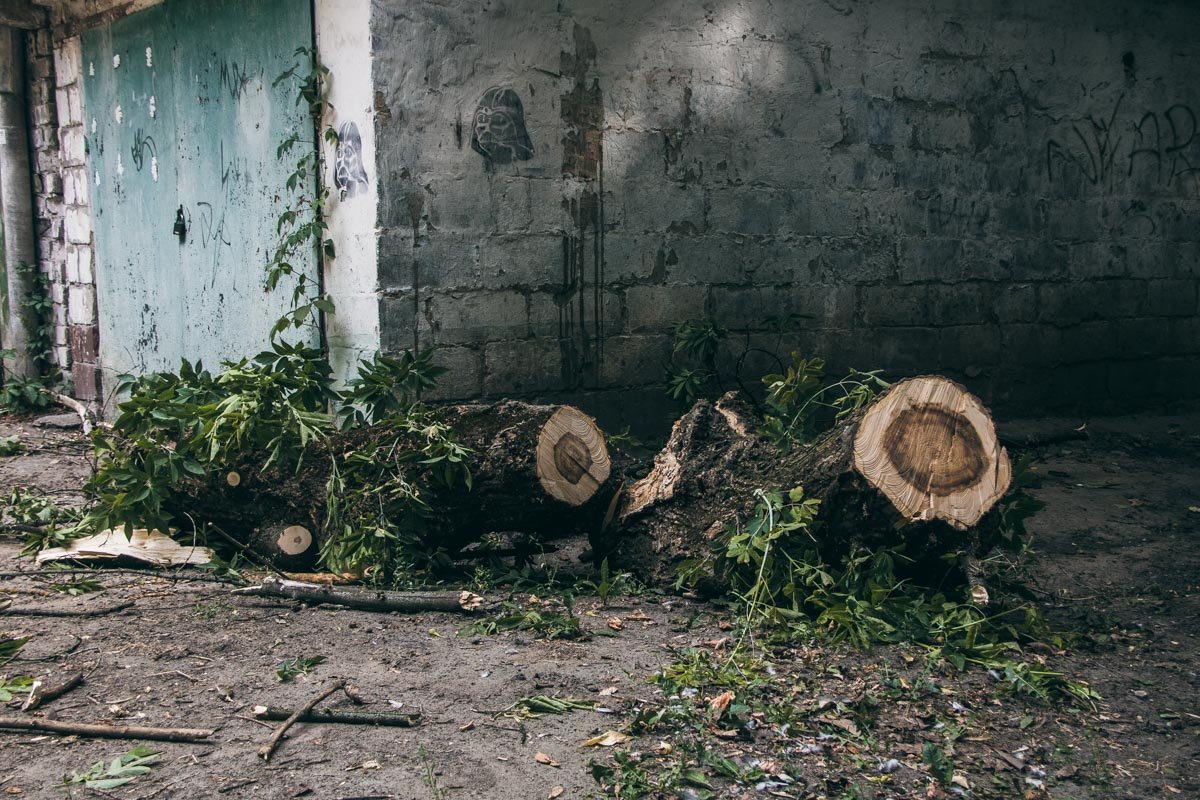 Чтобы приподнять ветки с крыши, автомобиля владельцу пришлось вызывать кран 