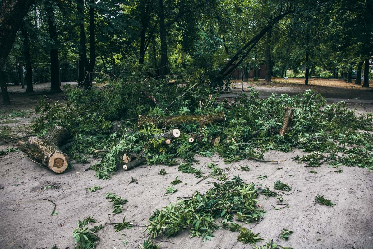 Владелец поврежденной машины рассказывает, что дерево уже давно было аварийным 