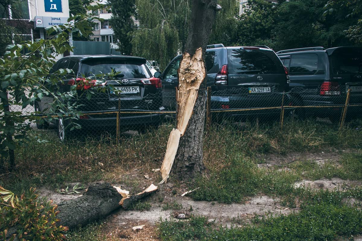 По этому же адресу, буквально через дорогу, упало еще одно дерево 