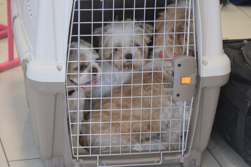 Пушистым туристам тоже не повезло