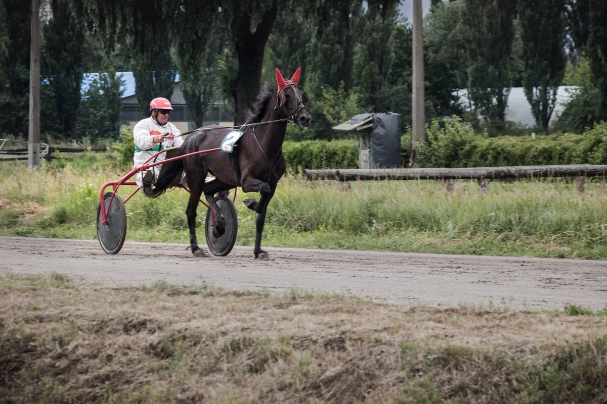 Событие приурочили к 242-летию основания одной из самых красивых лошадей рысистой породы - Орловской рысистой