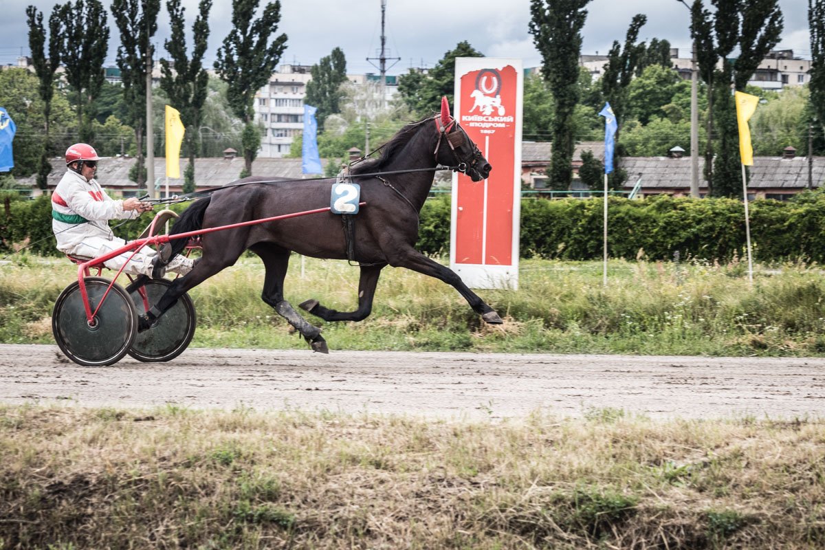 На дорожках киевского ипподрома пробежали лучшие лошади государственных племенных конных заводов, частных коневладельцев и племенных репродукторов
