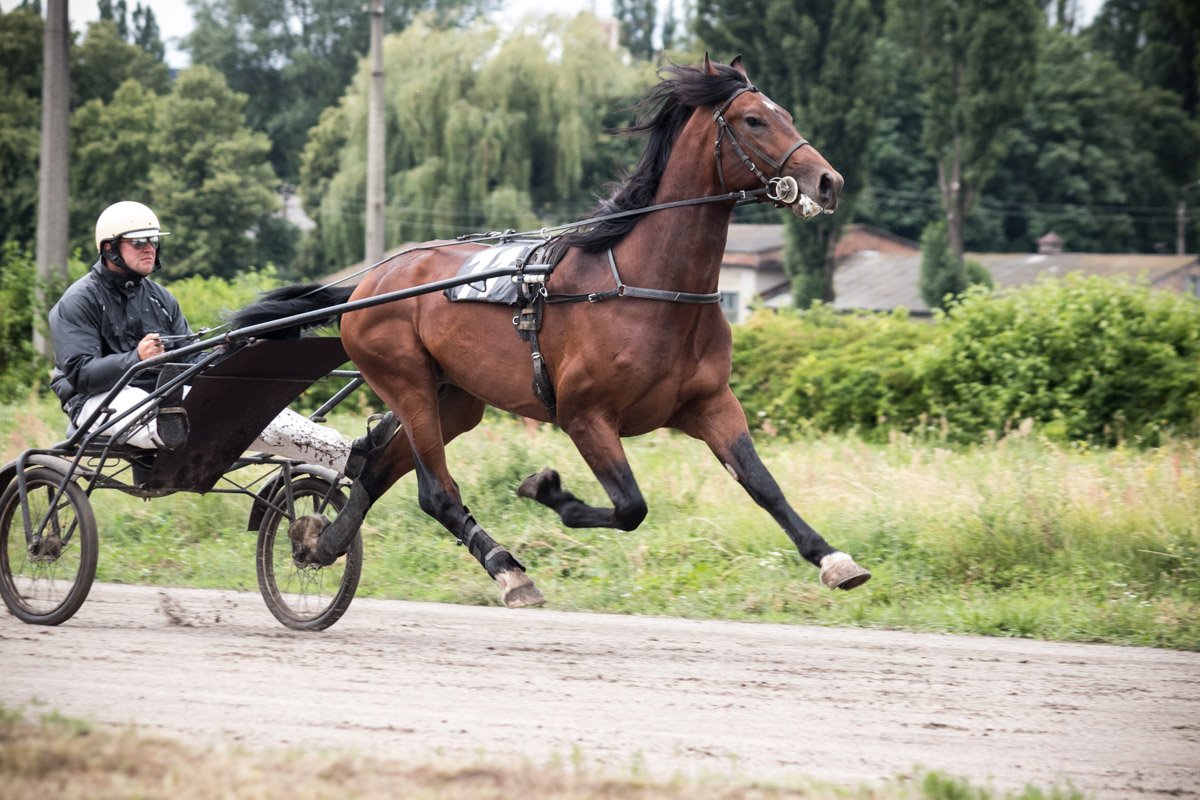 Посмотреть на состязание скакунов пришли около полсотни людей