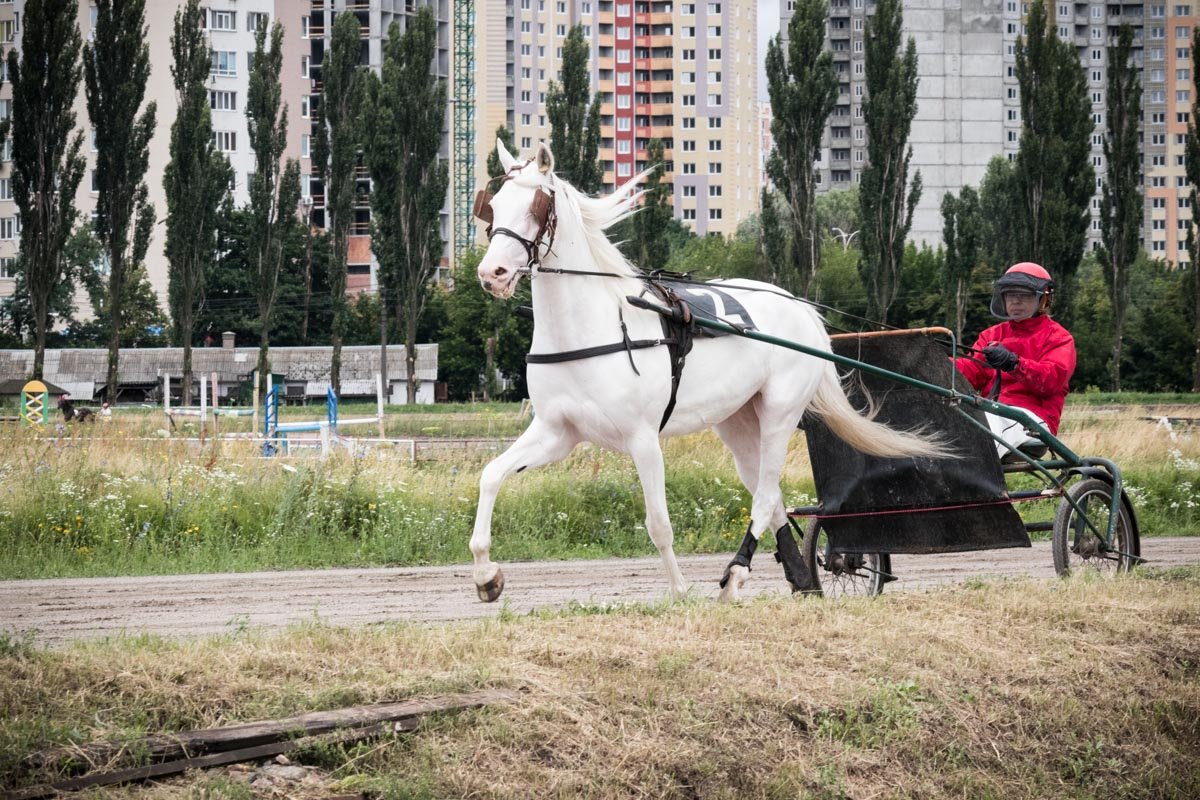 Кому-то понравилась белая грациозная лошадь по имени Казкова