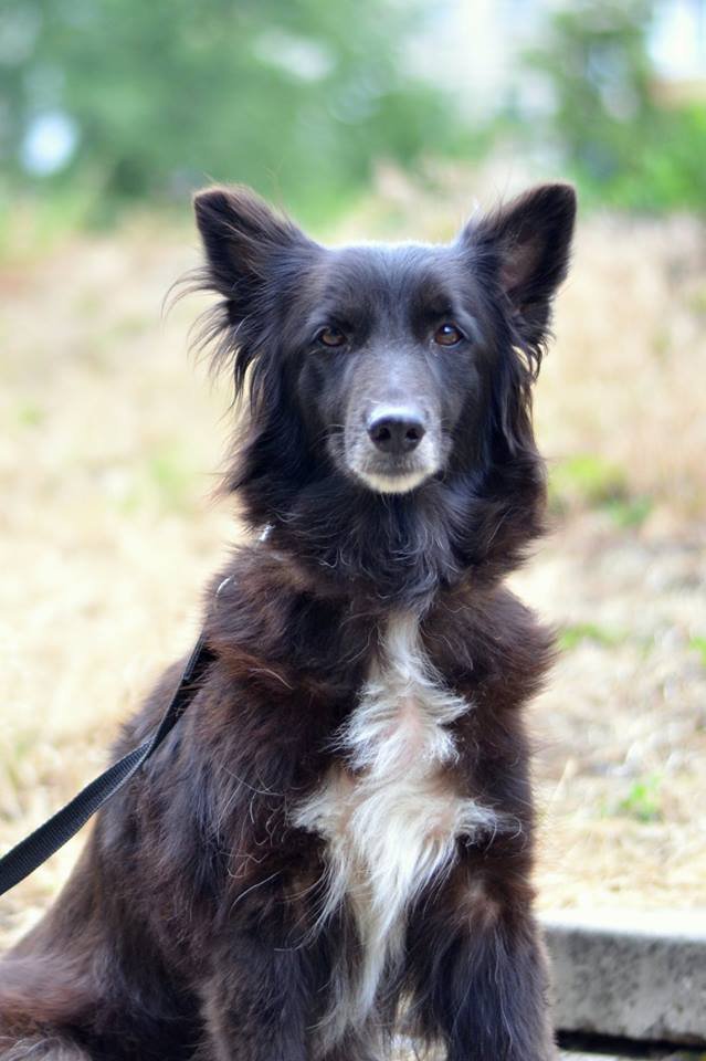 Багги - верный друг Багги - верный друг