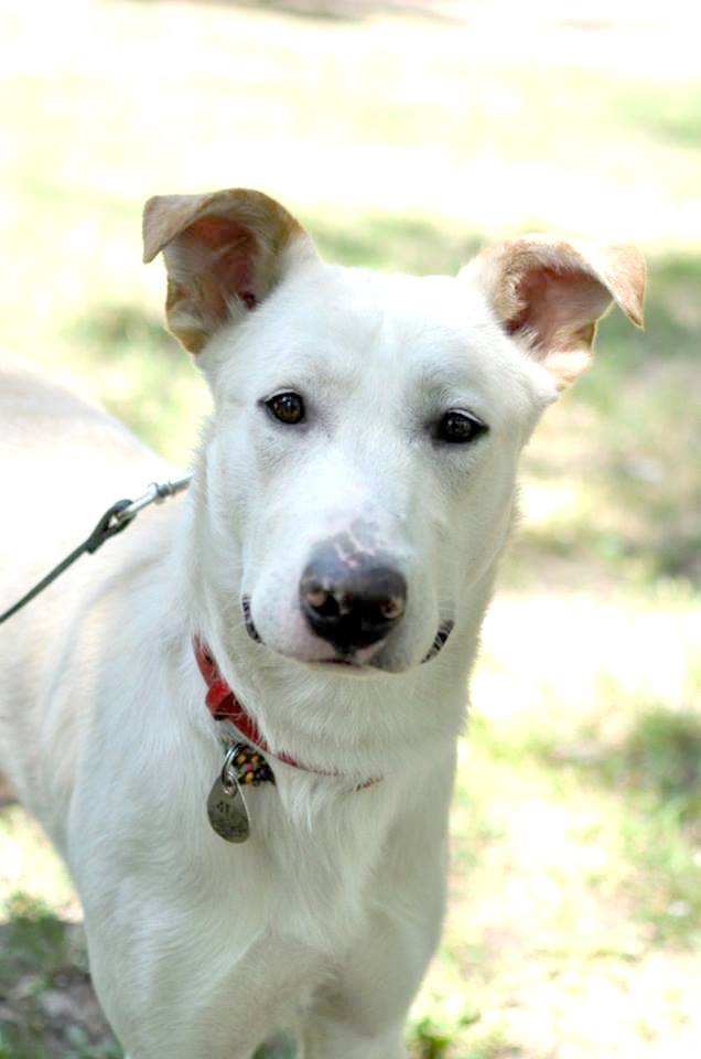 Лорд верит в добро и ждет хозяев Лорд верит в добро и ждет хозяев