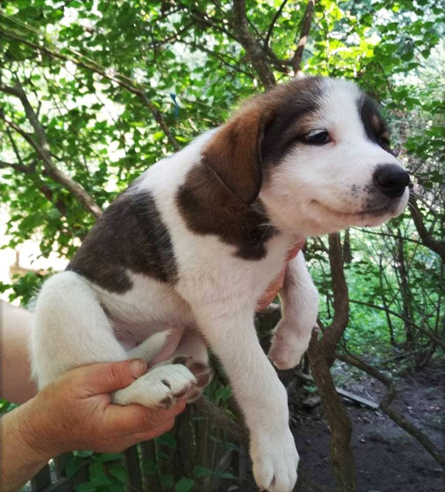 Малыши ищут свои дома Малыши ищут свои дома