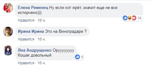 В Киеве кот поел колбасу с прилавка: магазин отмалчивается, в сети говорят об убийстве животного 1