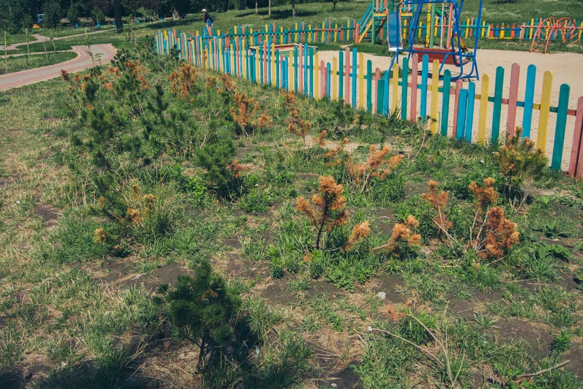 Молодые елочки не справляются, часть уже не спасти Молодые елочки не справляются, часть уже не спасти