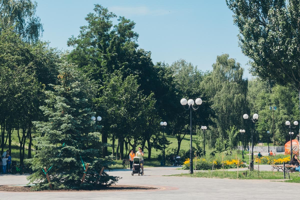 Вдоль аллеи высажены молодые деревья Вдоль аллеи высажены молодые деревья