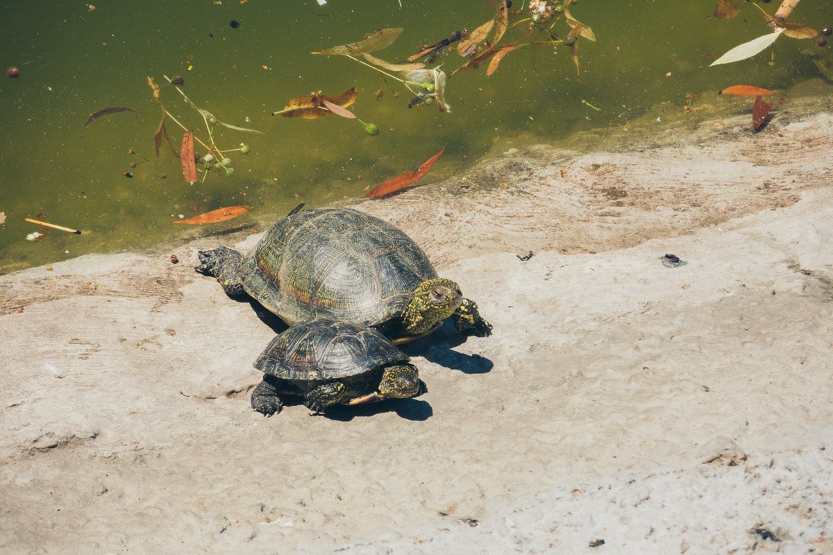 А вот это самые милые жители парка А вот это самые милые жители парка