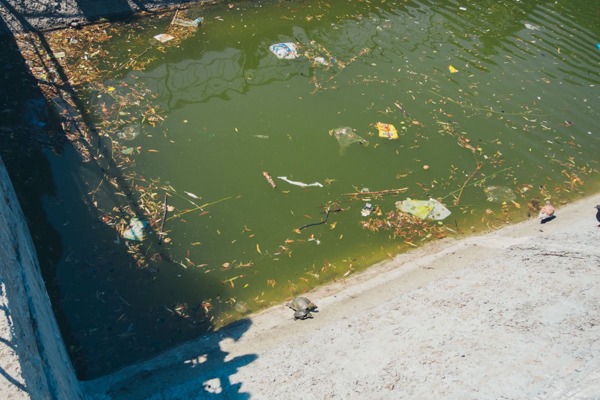 Черепашья семья живет в мусоре Черепашья семья живет в мусоре