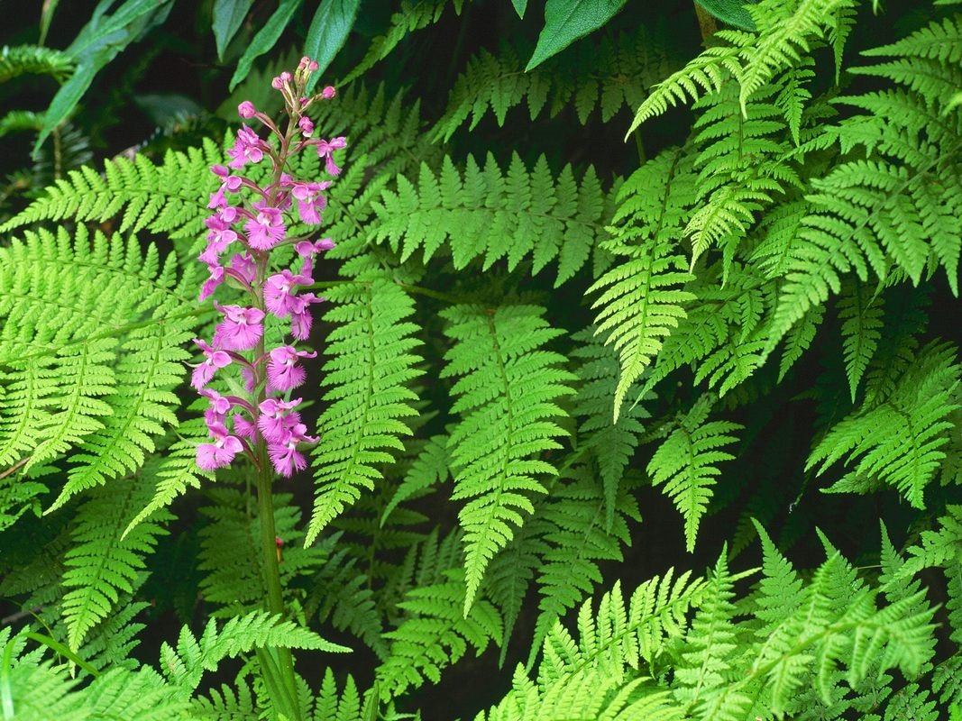 Нашедшего цветок папоротника в ночь на Ивана Купала ждут богатство и исполнение желаний