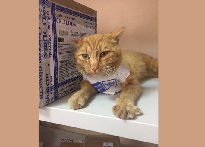 На почте Рыжего считают незаменимым сотрудником На почте Рыжего считают незаменимым сотрудником