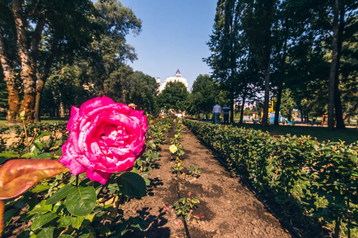 Клумба с розами радует глаз