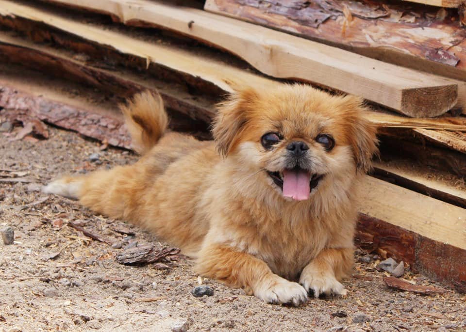 Хозяева выбросили Пики из машины, как ненужную вещь