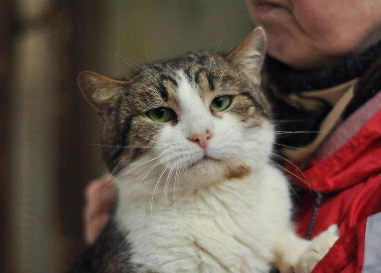 Артур не умеет бурно выражать свои эмоции, а свое расположение выражает преданным умным взглядом и непрерывным мурчанием