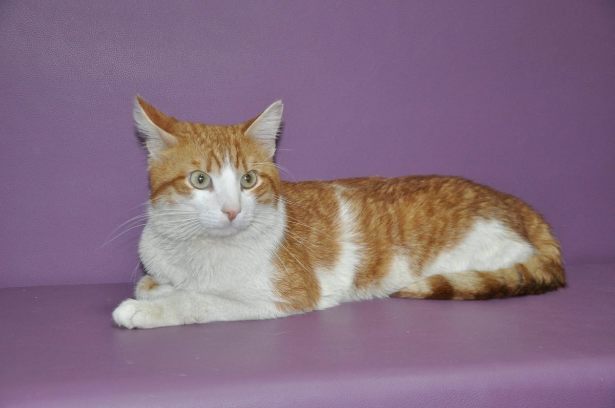 В клетке котик сидеть наотрез отказывается и постоянно просится на ручки