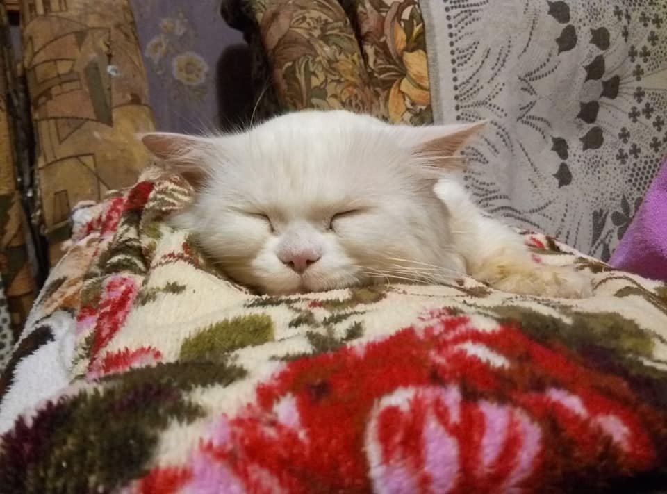 Белоснежного с янтарными глазами котейку нашли в Ботаническом саду рядом со станцией метро «Университет»