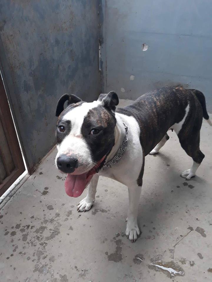 Сейчас девочке ищут новых хозяев