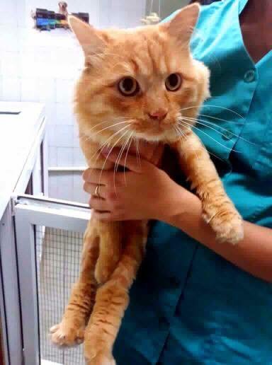 Сбитого машиной котейку подбросили в ветеринарную клинику