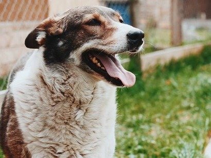 Веста осталась совсем одна после смерти хозяйки