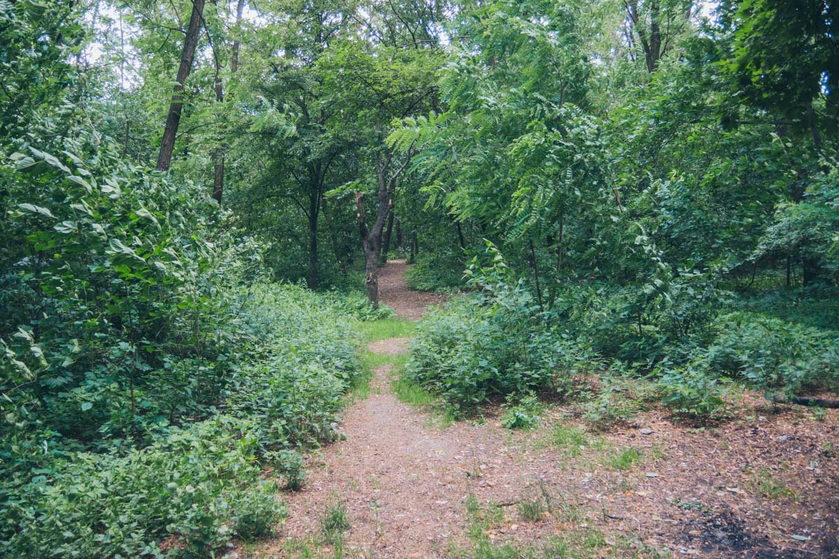 И даже похож на небольшой лес И даже похож на небольшой лес