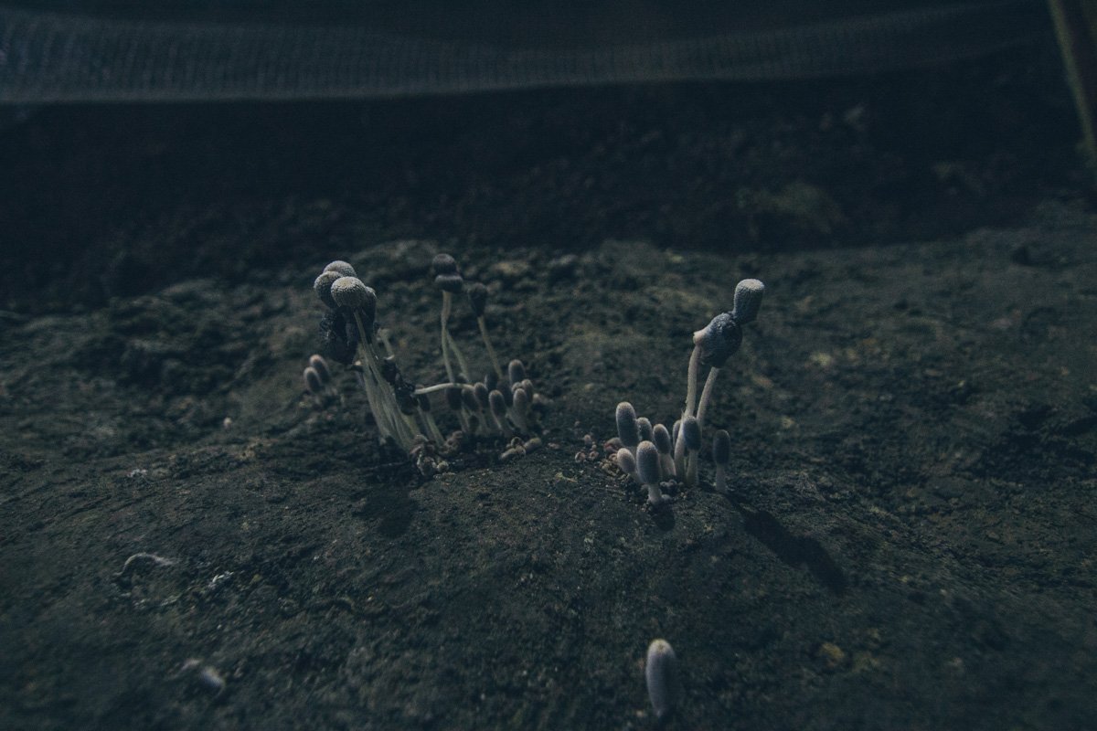 Ученые объяснили, что наличие грибов в этой местности - плохой знак. Это знак неблагоприятной среды для построения сооружений Ученые объяснили, что наличие грибов в этой местности - плохой знак. Это знак неблагоприятной среды для построения сооружений