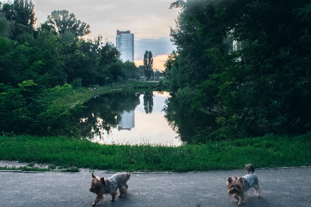 Кажется, что собак здесь больше, чем людей