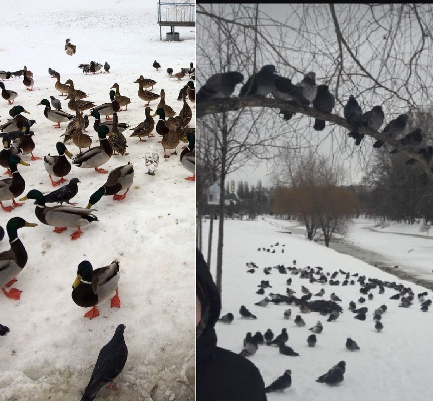Фотографии местных жителей. Птица много лет живет на озере. Сейчас же там есть всего несколько особей, и одни самки