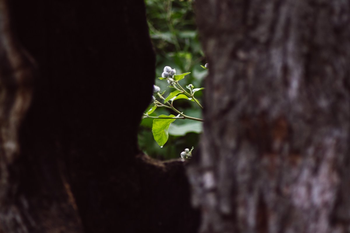 Природа Лысой горы питает своей энергией