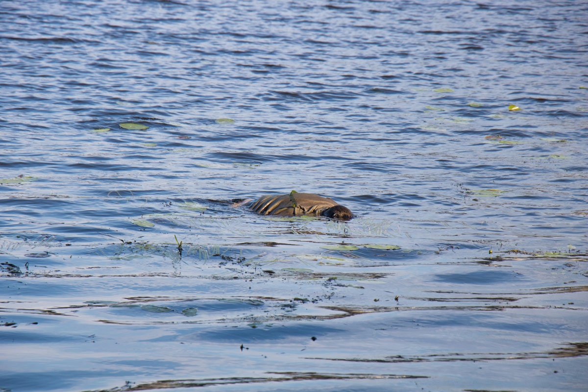 Прибывшие на место происшествия спасатели извлекли тело из Днепра.