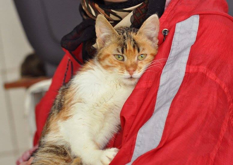 Подарите Люси свою любовь и тепло