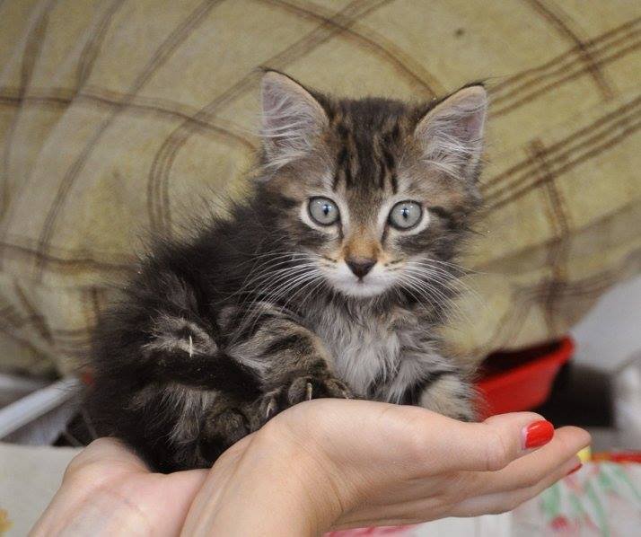 Малыш-домовенок ждет именно вас!