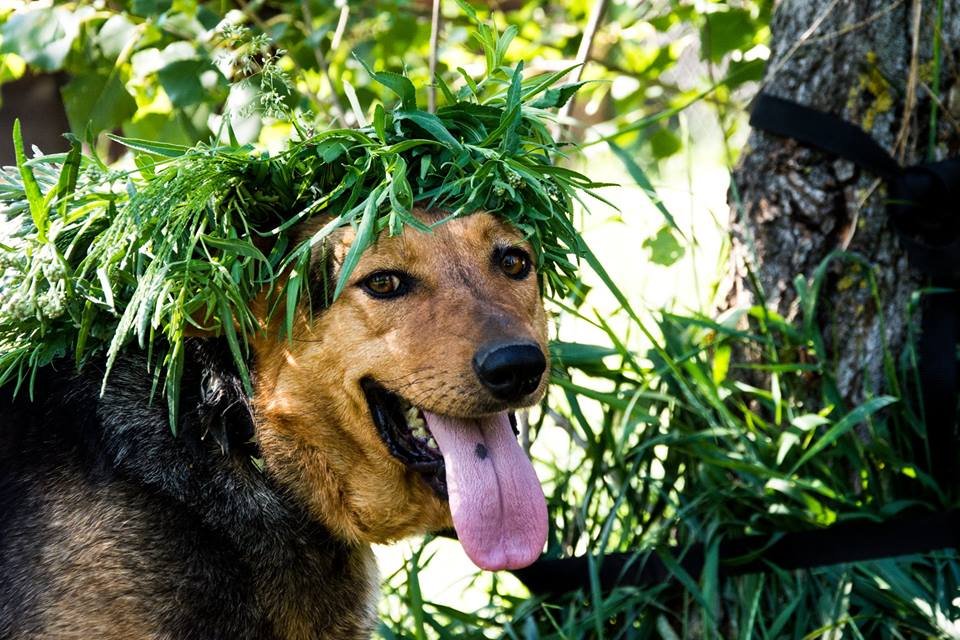 Добрая Златочка хочет найти друзей