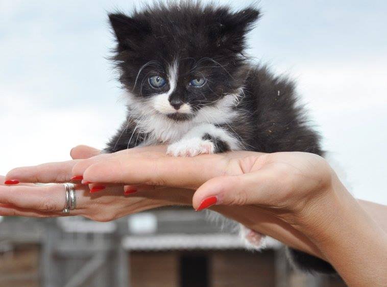 Антошке так нужна ваша забота...