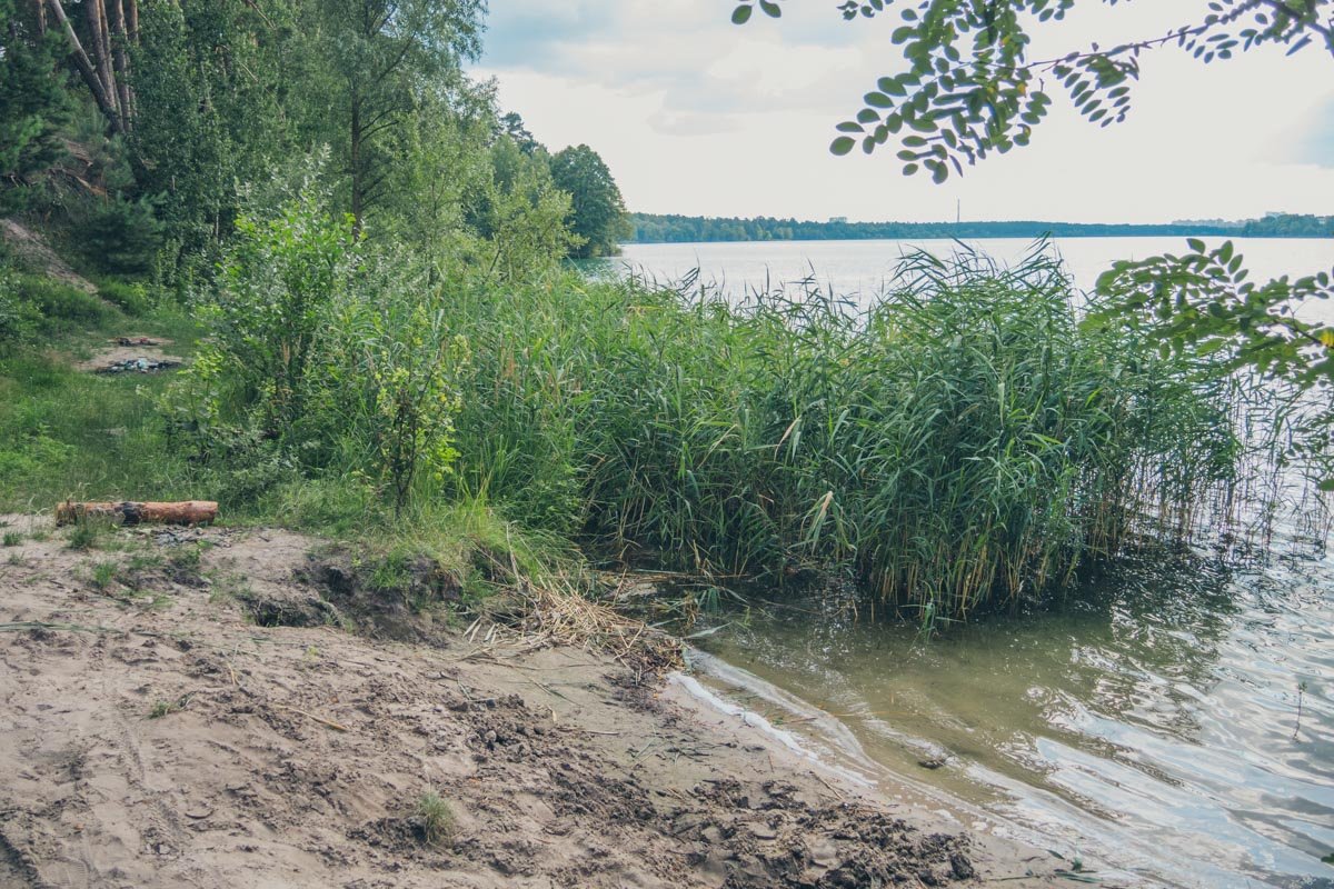 Берег зарос травой