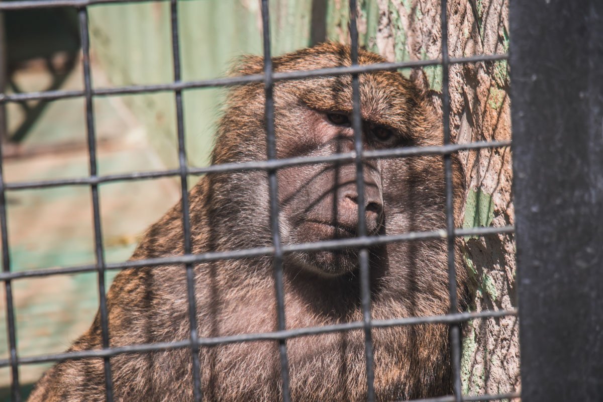 Обитатели зоопарка с нетерпением ждут завершения реконструкции Обитатели зоопарка с нетерпением ждут завершения реконструкции