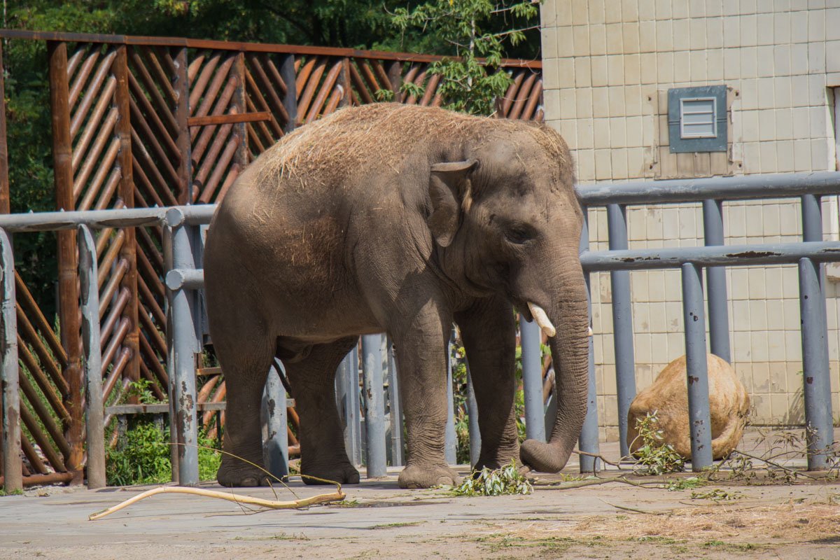 На время ремонта зверей не "выселяли" из зоопарка На время ремонта зверей не "выселяли" из зоопарка