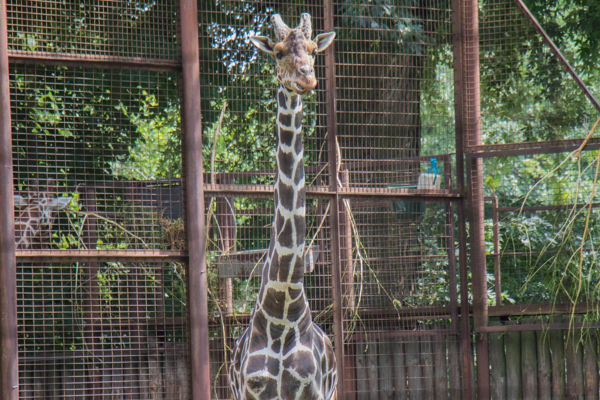Поэтому обитатели зоопарка продолжали жить привычной жизнью Поэтому обитатели зоопарка продолжали жить привычной жизнью