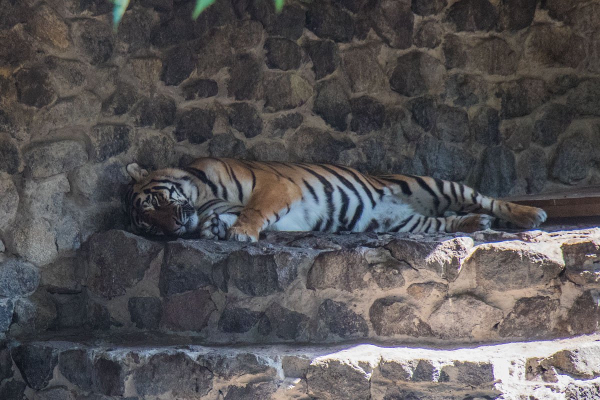 Тигр уже знает, как будет выглядеть обновленный зоопарк Тигр уже знает, как будет выглядеть обновленный зоопарк