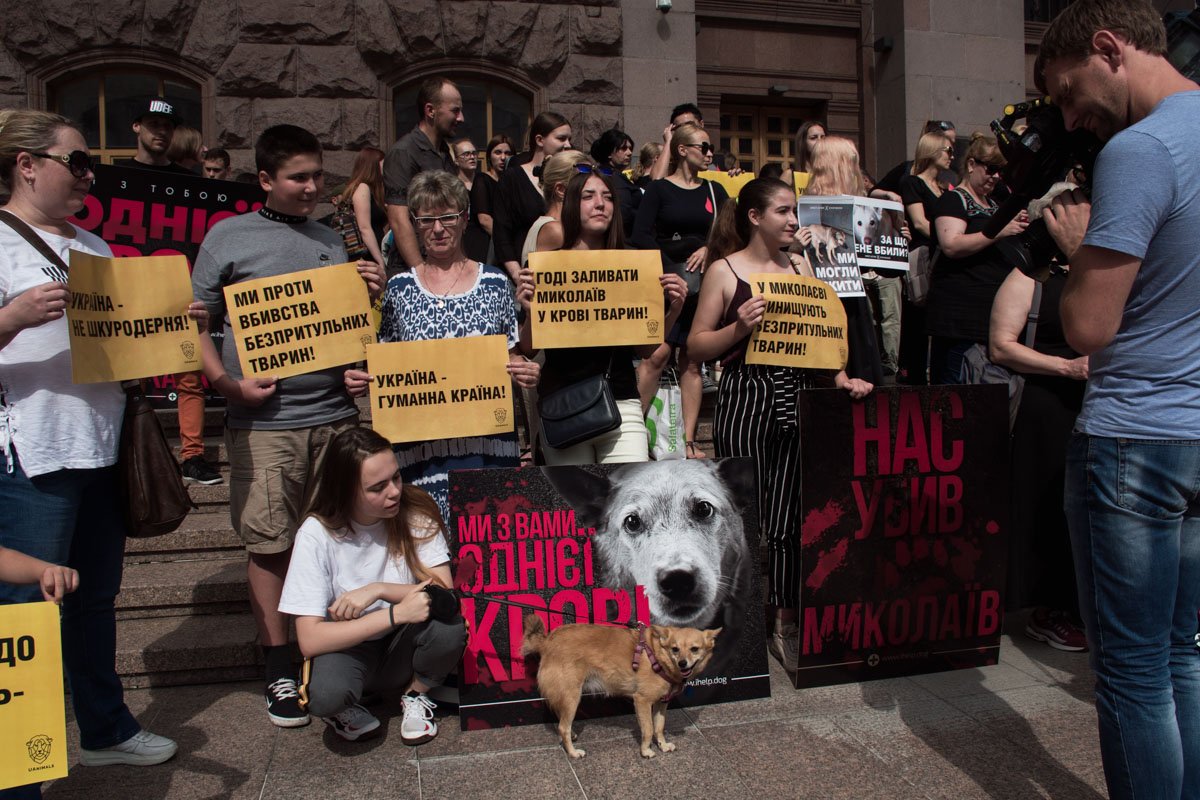 Активисты требовали наказать власти Николаева за смерть более сотни собак в одном из приютов