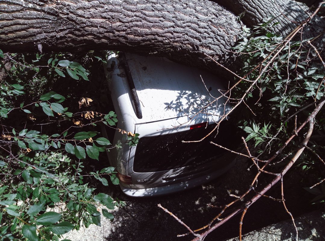 В пятницу, 20 июля, во дворе дома по адресу Копыловская, 31, на автомобиль Volkswagen Caddy упало большое  дерево