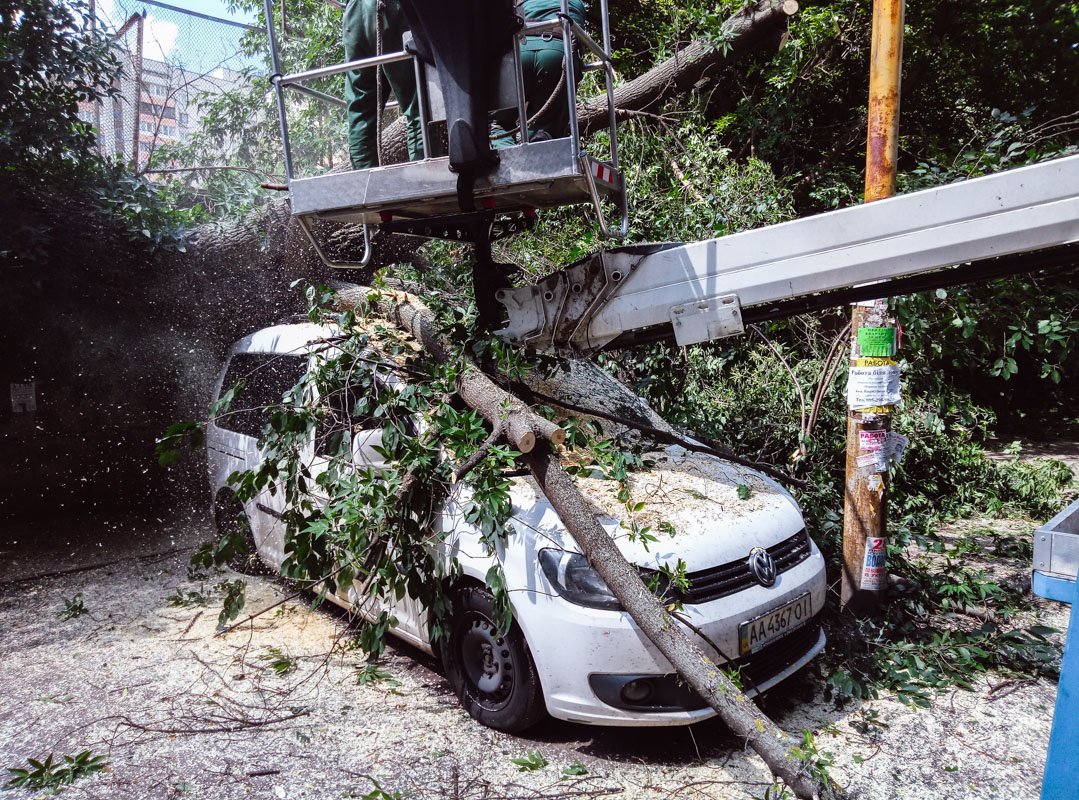 Дерево росло на спортивной площадке романо-германской гимназии №123