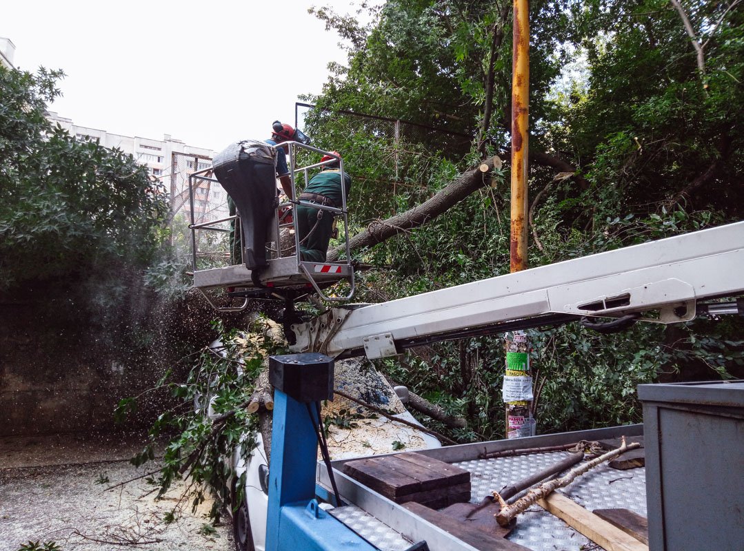 На данный момент на месте работают коммунальщики, которые распиливают ствол, чтобы можно было извлечь пострадавшее авто
